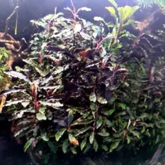 たまゆら　ブセファランドラ　ジャンク　大量 2025年最新】ブセファランドラ(Bucephalandra)の人気商品一覧