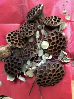 ハスの実（花托）　8個