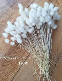 ラグラスバニーテール　ドライフラワー　120本　ハンドメイド　素材　花材