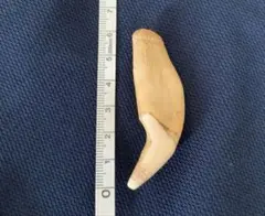 【希少品】　熊の牙 アクセサリー等に