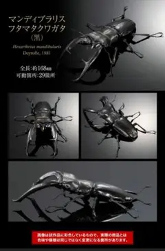 マンディブラリスフタマタクワガタ　黒色　いきもの大図鑑アドバンス