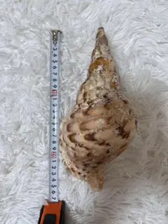 法螺貝 25cm