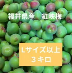 【本日収穫】福井県産　紅映梅　小さめサイズ10キロ 梅干し こんぶ福梅ぼし 900g 塩分約8％ ギフト・お土産・出産