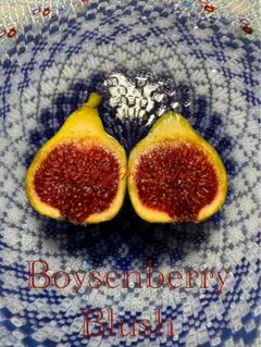 １苗限定 自家果実確認済 イチジク Boysenberry Blush 接木苗 3378 イチジク ①Boysenberry Blush根鉢確認済み接木苗