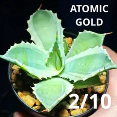 キンメちゃんアトミックゴールド　雷帝錦 アガベ'雷帝錦ATOMICGOLD（アトミック・ゴールド）'の基本情報