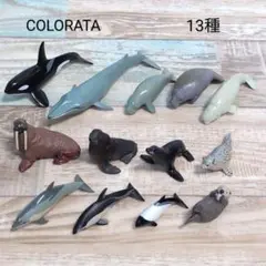 カロラータ 立体図鑑 海洋性哺乳類 13種 リアルフィギュア
