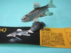 値下げ　海洋堂　チョコＱ日本の動物第１０弾　235bオイカワ非繁殖期