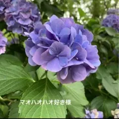 マオハオハオ好き様