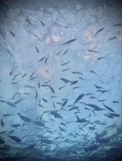 画像出品