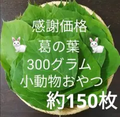 無農薬くずの葉300g入 葛の葉 クズ うさぎおやつ 小動物おやつ チモシー代用