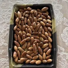 どんぐり　100個