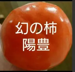 限定 中玉中心 幻の柿 陽豊 コンパクトボックス