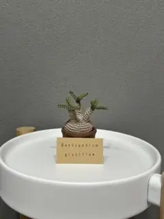 Pachypodium gracilius あみぐるみmini