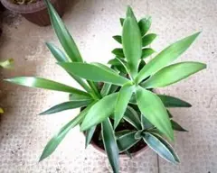 アガベ寄せ植え