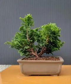 津山桧盆栽 8-1 ミニ津山檜の盆栽を販売｜盆栽妙 – 盆栽妙 本店
