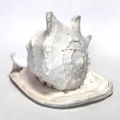 トウカムリ貝