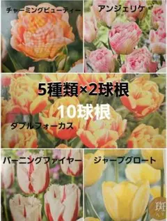 チューリップ球根 アンジェリケ 130球 61McvFwyuzL._UF1000,1000_QL80_.jpg