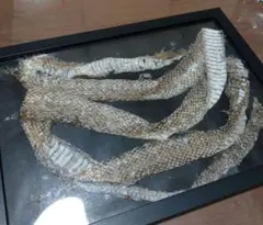 蛇 脱皮皮 天然
