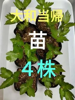 大和当帰　奈良県産　無農薬　９個　苗　まとめ売り　やまととうき お知らせ】大和当帰の苗の販売 お待たせしました！大和当帰の苗