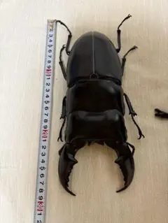 リアルカブトムシフィギュア クワガタ