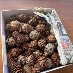 Item thumbnail for item d9d37b42-e6e3-46b0-8559-691e746179bd