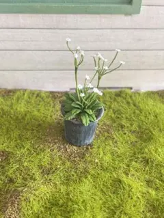ミニチュア　鉢植え　点地梅