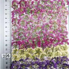 アリッサム　自然色 No 224 @800 押し花 押し花素材