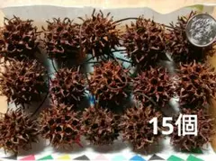 フウの実15個 №308 木の実 素材