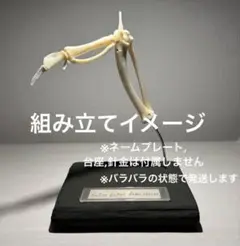 手羽先 骨格標本 ニワトリ 鶏 自由研究 生物