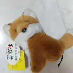 新品　北海道　キタキツネ　ぬいぐるみ　SKB札幌