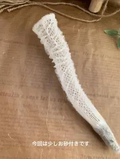 貝殻 偕老同穴 レア