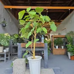 フィカス エベレスト わさわさ茂ってます 一点物　希少 観葉植物 フィカス エベレスト わさわさ茂ってます 一点物 希少 観葉植物