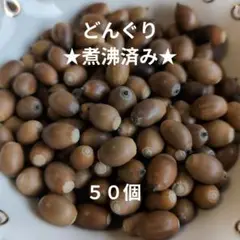 ★煮沸済み★　どんぐり 50個 木の実 1.5cm前後