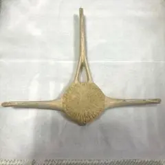 イルカの骨？