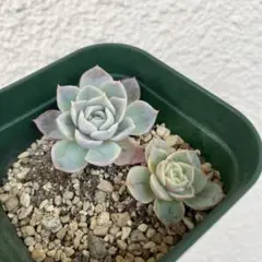 ジョセリン 多肉植物 二つセット