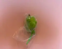 カラフルマルチチャーム くちぱっち ガチャガチャ