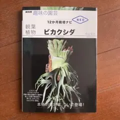 観葉植物 ビカクシダ ②