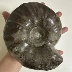 【大幅値下】アンモナイト化石 約15cm 約2.8kg