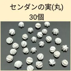 センダンの実(丸)　30個