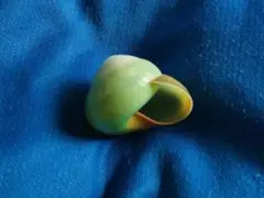 貝標本　ミドリタチバナマイマイ