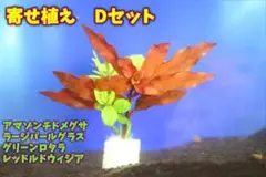 水草 寄せ植え Dセット