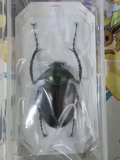 2025年最新】テナガコガネ 標本の人気アイテム - メルカリ