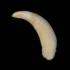 Item thumbnail for item 2e95a461-22b0-4f2e-81c2-ccc90e48ccf0