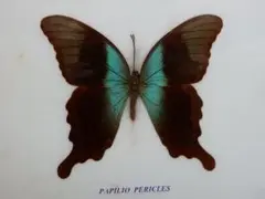 アオネアゲハ２０頭 アオネアゲハ (Papilio peranthus) - Picture Insect