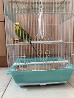 Pちゃん(購入不可)