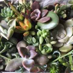 訳あり多肉植物カット苗ハートホヤ入り