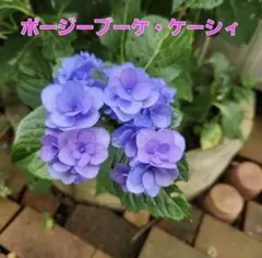 2025年最新】紫陽花 大苗の人気アイテム - メルカリ