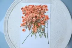 押し花　カラフルかすみ草20本