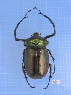 タイワンテナガコガネ！標本！ペア！ ☆セール！タイワンテナガコガネ♂58mmペア標本☆ - INSECT ULTIMA