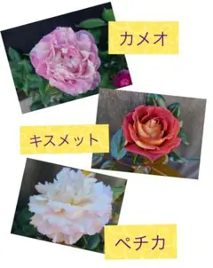 CKED奇跡のバラ「カメオ」「キスメット」「エリー」「ドロップ」の大株4本セット CKED奇跡のバラ「カメオ」「キスメット」「エリー」「ドロップ